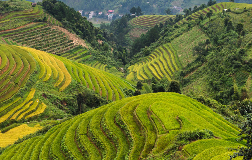 Ruộng bậc thang