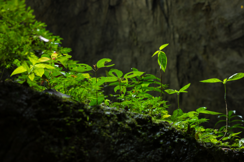 Plants among rocks in Son Doong Cave, the largest cave in the world in UNESCO World Heritage Site Phong Nha Ke Bang National Park, Quang Binh province, Vietnam (2)