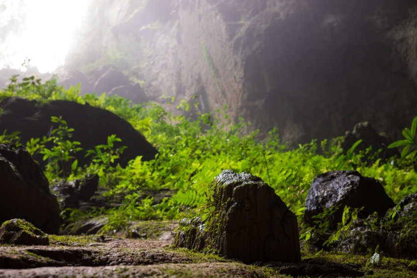 Plants among rocks in Son Doong Cave, the largest cave in the world in UNESCO World Heritage Site Phong Nha Ke Bang National Park, Quang Binh province, Vietnam