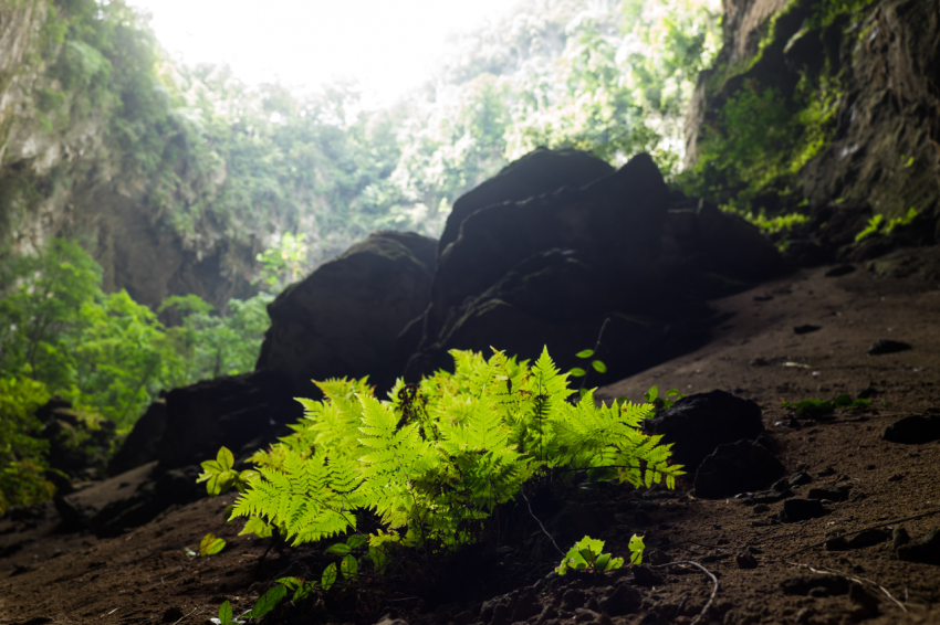 Silhouette plants among rocks in Son Doong Cave, the largest cave in the world in UNESCO World Heritage Site Phong Nha Ke Bang National Park, Quang Binh province, Vietnam