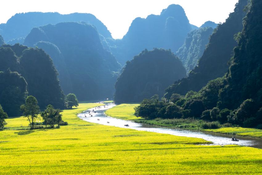 Landscape of Tam Coc, Ninh Binh, Vietnam in the ripe rice season